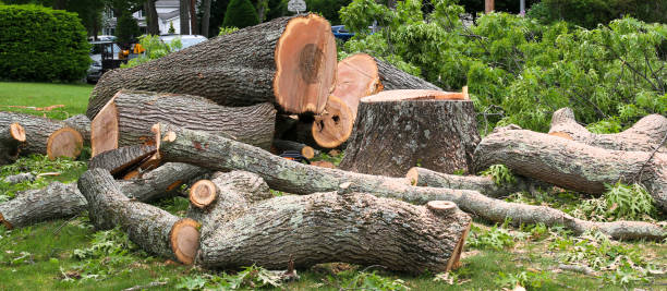 Best Tree Disease Treatment  in El Verano, CA