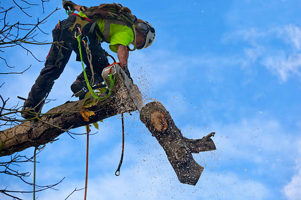 Best Arborist Consultation Services  in El Verano, CA