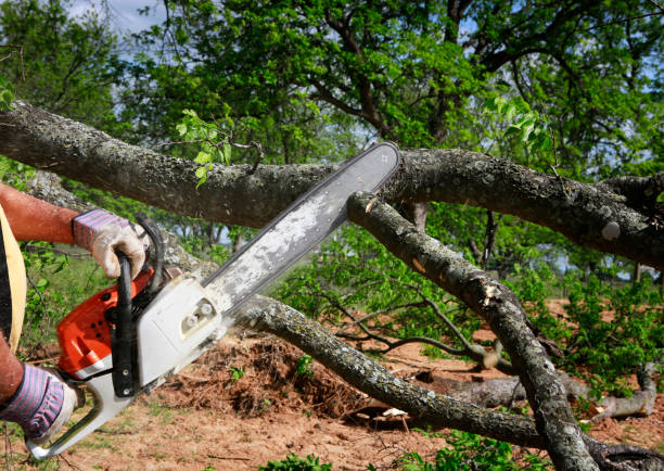 How Our Tree Care Process Works  in  El Verano, CA